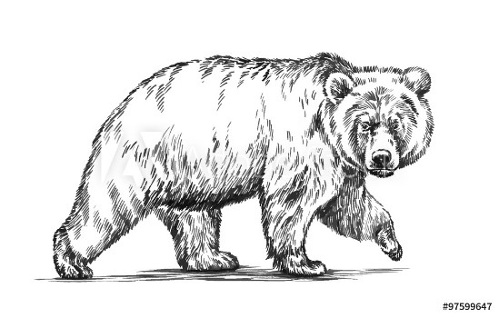 Bild på black and white engrave isolated vector bear